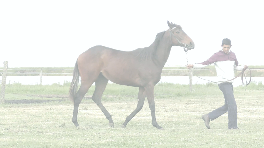 Lote TREJA TALENT (EQUAL TALENT -  TREJA)