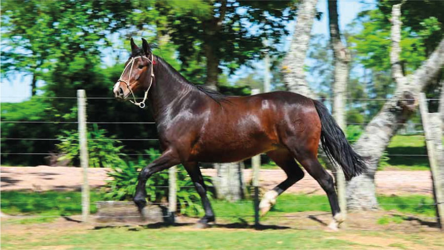 Lote El Gavilán Pacífica Ovejita (RP 484) Cabaña "El Gavilán"