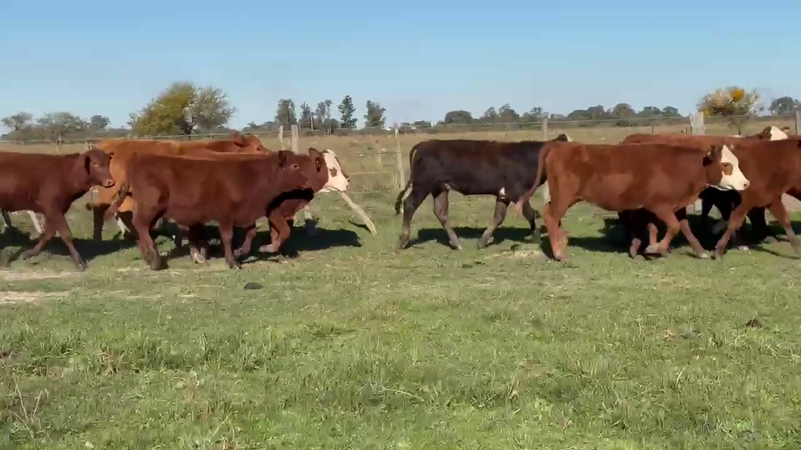 Lote 70 Terneros/as
