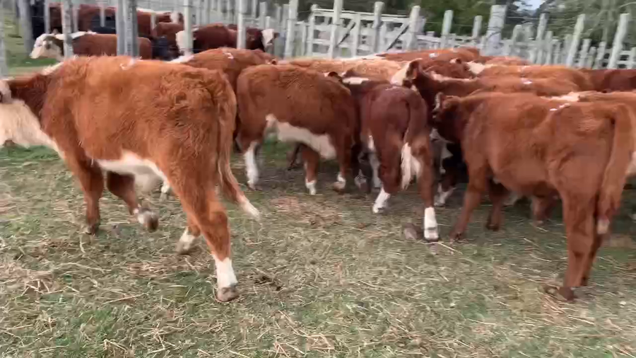 Lote 25 Terneros en Melo, Cerro Largo