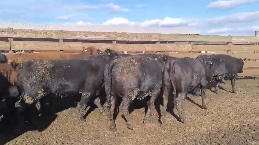 Lote 40 Vaquilla Gorda en Los Ángeles, VIII Región Biobío