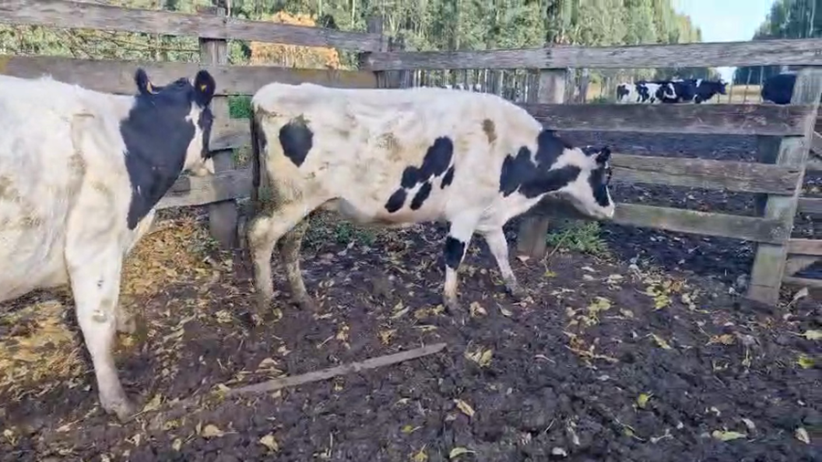 Lote Vacas holando prox.