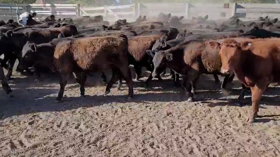 Lote 123 Terneros/as en Villaguay, Entre Ríos