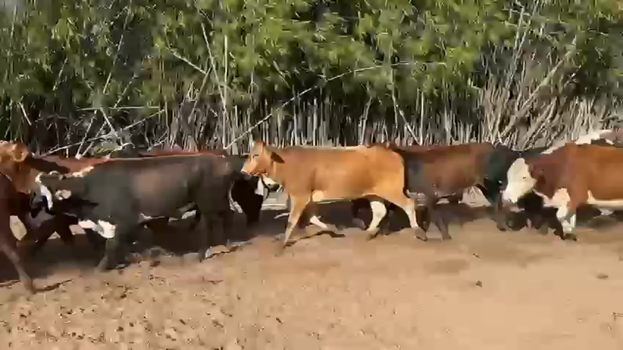 Lote 49 Vacas nuevas C/ gtia de preñez en Corrientes, San Roque