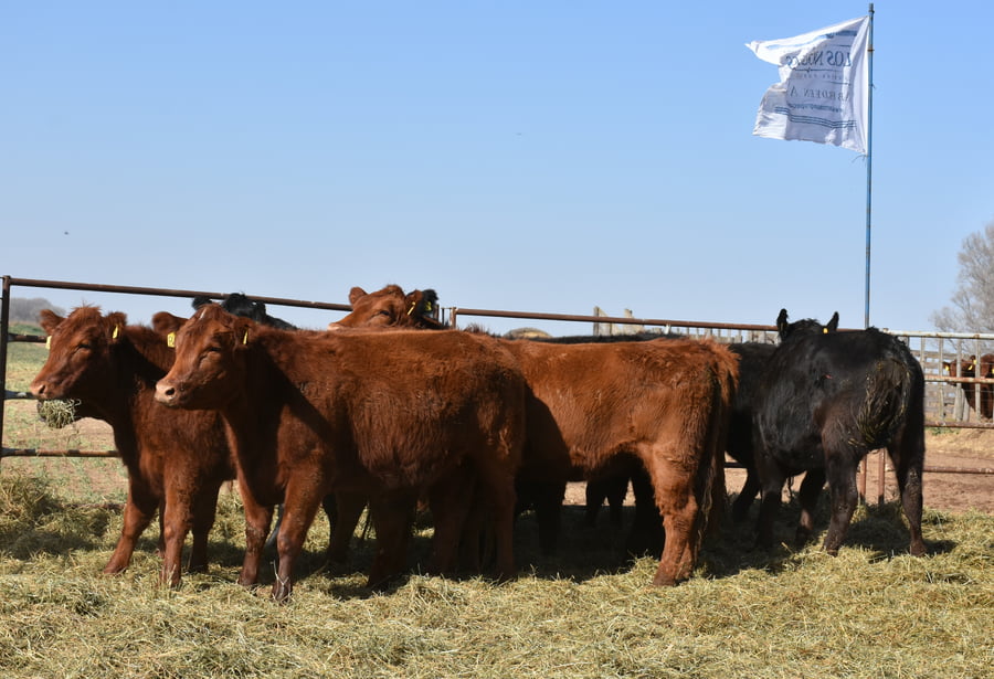 Lote VAQUILLONAS RODEO GENERAL CON GARANTÍA DE PREÑEZ  (Corral 24)