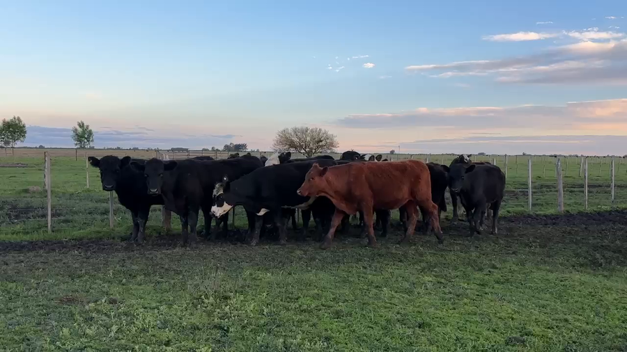 Lote 14 Terneros/as