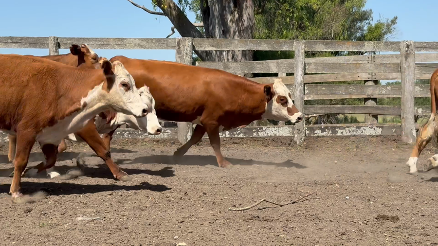 Lote 40 Vaquillonas C/ gtia de preñez en Corrientes, Monte Caseros