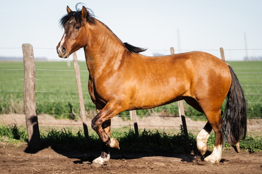 Lote LA RAQUEL ZAPATEADO