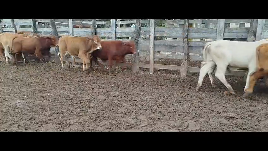 Lote 145 Terneros/as en Corrientes, San Cosme