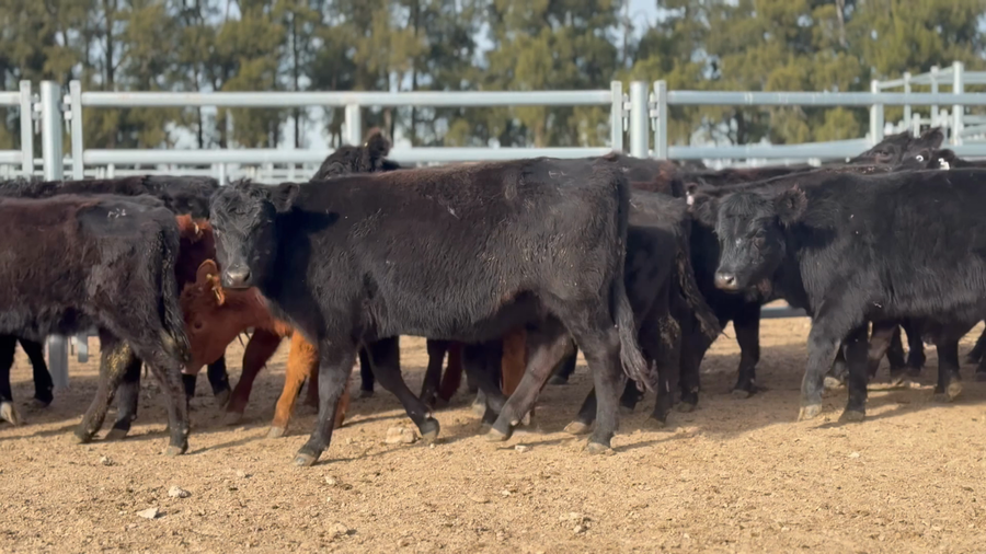 Lote 59 Terneras