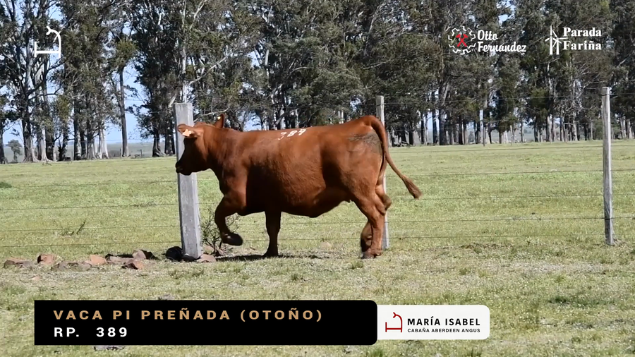 Lote VACAS PI