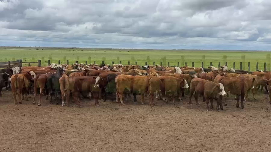 Lote 115 Novillitos