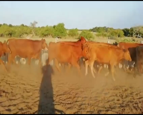 Lote 96 Terneros/as en Sauce, Corrientes