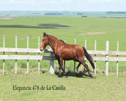 Lote ELEGANCIA 478 DE LA CASILLA