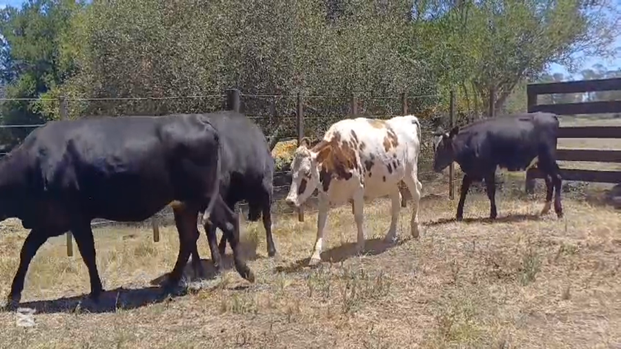 Lote VAQUILLONAS INVERNADA