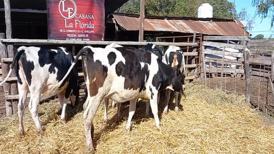 Lote Vaquillonas Para Entorar - Gabriela Correnti