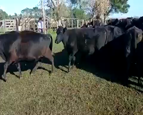 Lote 33 Vacas CUT  en Ayacucho, Buenos Aires
