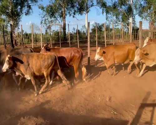 Lote 65 Novillos en Ituzaingó, Corrientes