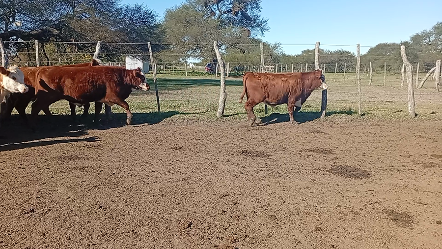 Lote 100 Terneros