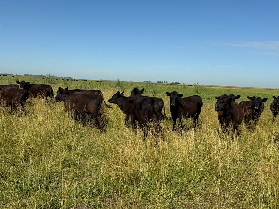 Lote 160 Novillitos