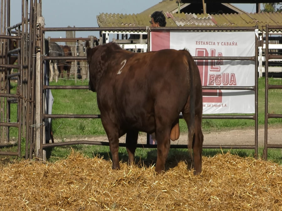 Lote TOROS ANGUS COLORADOS PC
