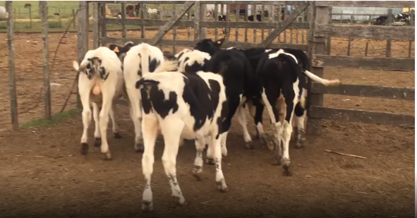 Lote 8 Terneros en San José