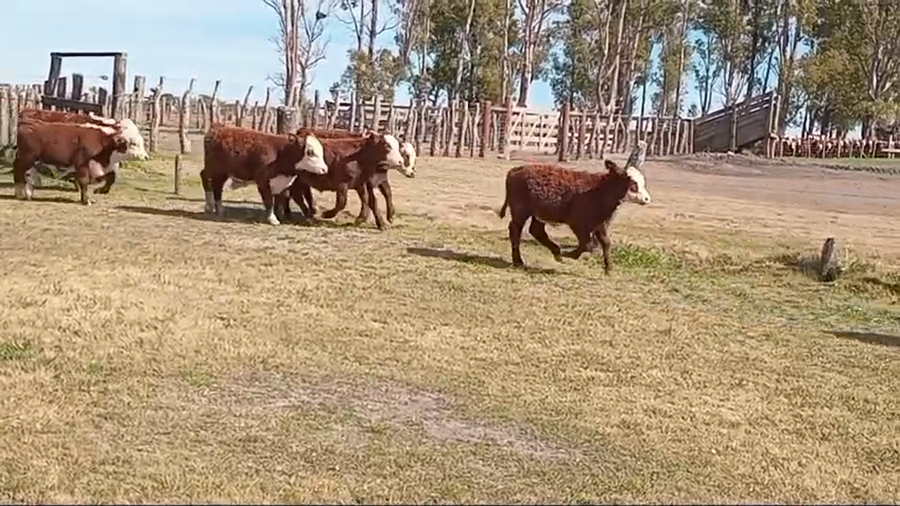 Lote 140 Terneros