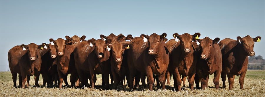Lote Vaquillonas Angus PC Otoño