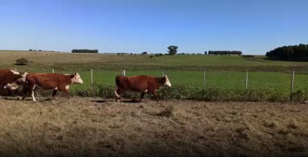 Lote 26 Vaca en Soriano