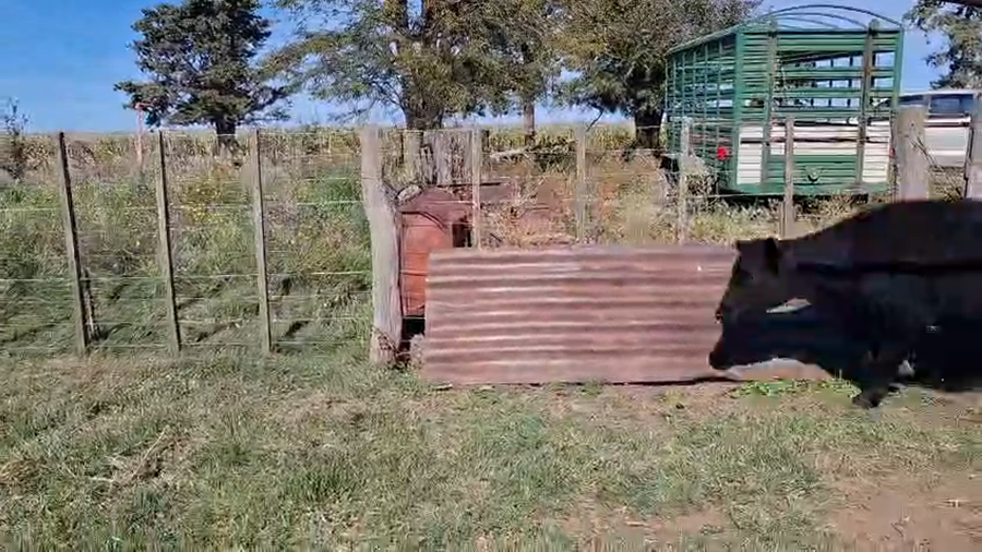 Lote 10 Terneras