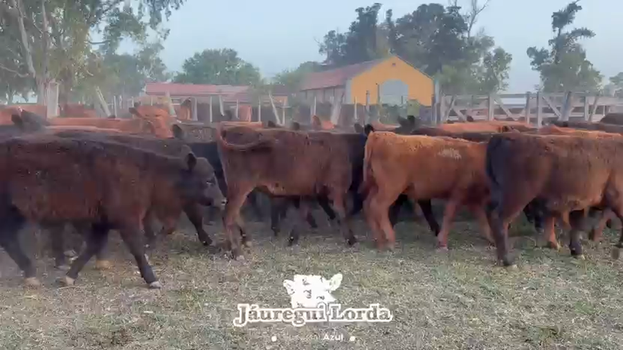 Lote 66 Terneros/as
