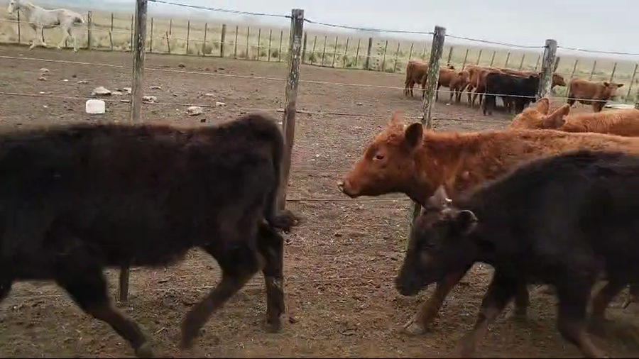 Lote 103 Terneros/as en Olavarria