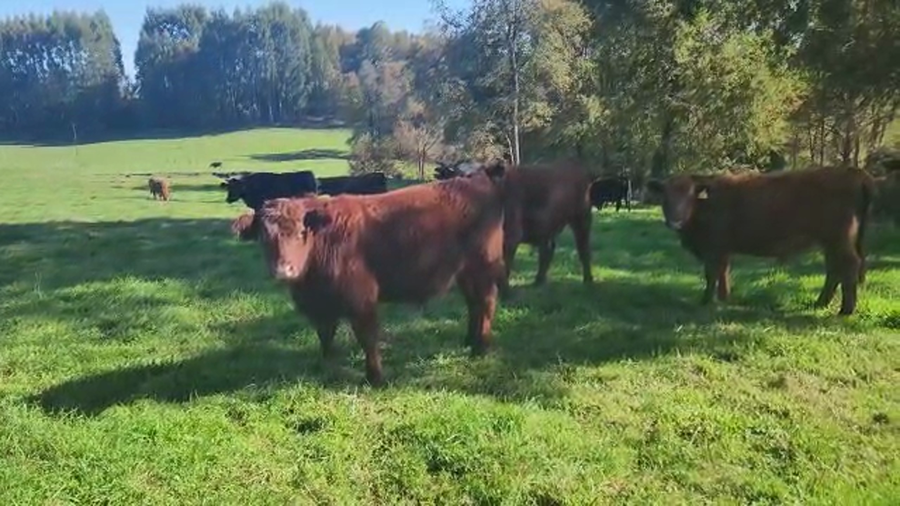 Lote 55 Novillo Engorda en Río Bueno, XIV Región Los Ríos