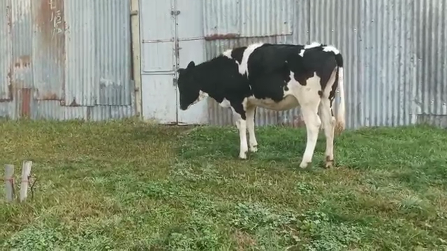 Lote (Vendido)Vaquillonas 1 a 2 años HOLANDO a remate en 5to remate por pantalla ENTRE MARTILLOS 330/30kg - , San José