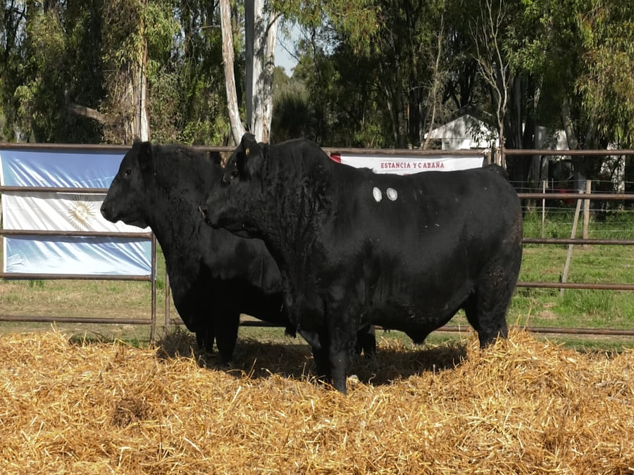 Lote TOROS ANGUS PP