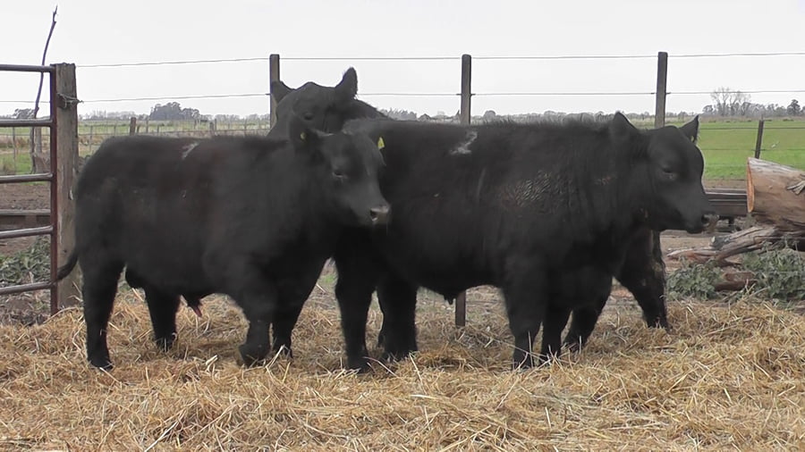 Lote TOROS PUROS POR CRUZA