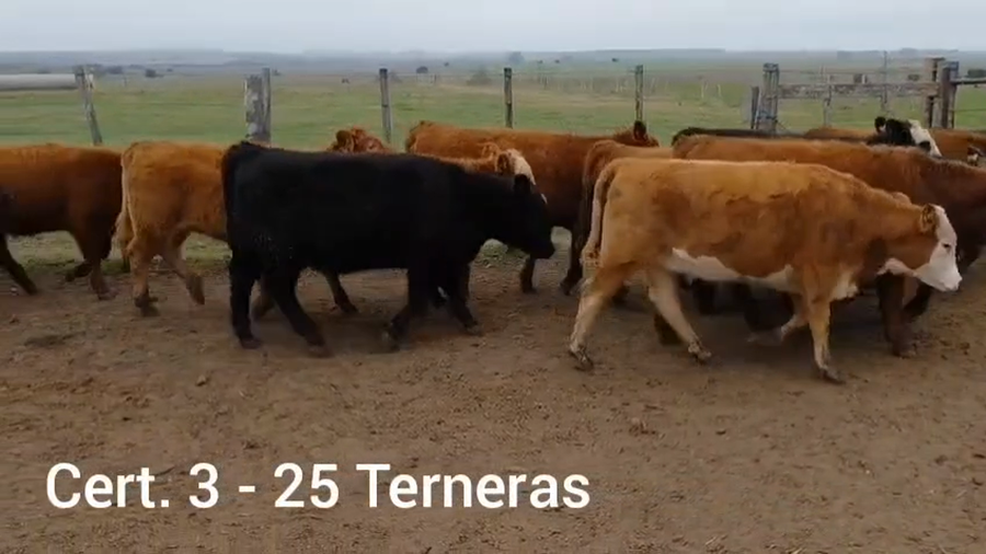 Lote TERNERAS