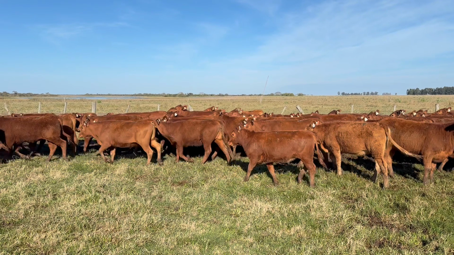 Lote 70 Terneras en Corrientes, Goya