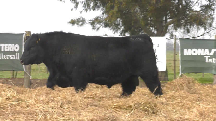 Lote TOROS PUROS POR CRUZA