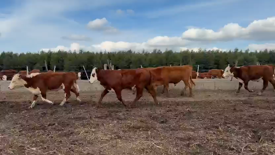 Lote 121 Terneros