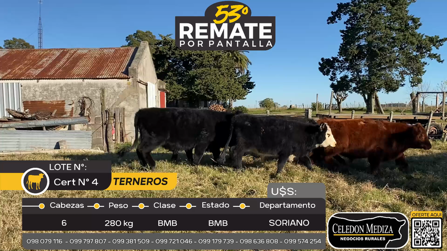 Lote 6 Novillos en Cuchilla del Perdido, Soriano