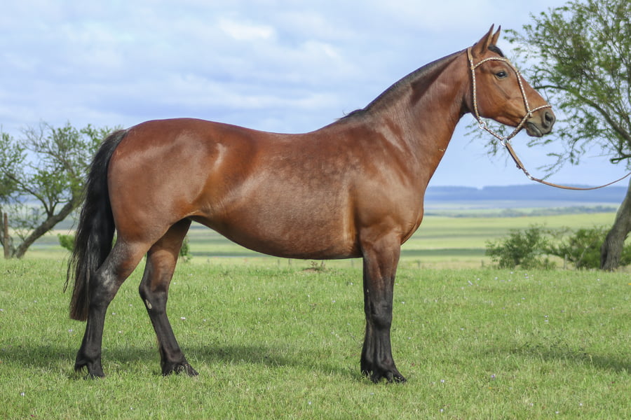 Lote DESPEJADA DE LOS CARDOS