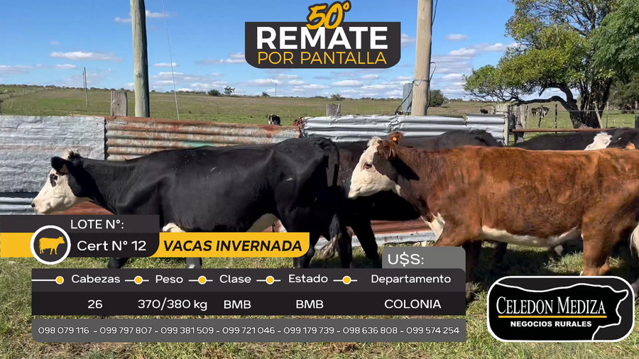 Lote 26 Vacas de Invernada en Otra Localidad, Colonia
