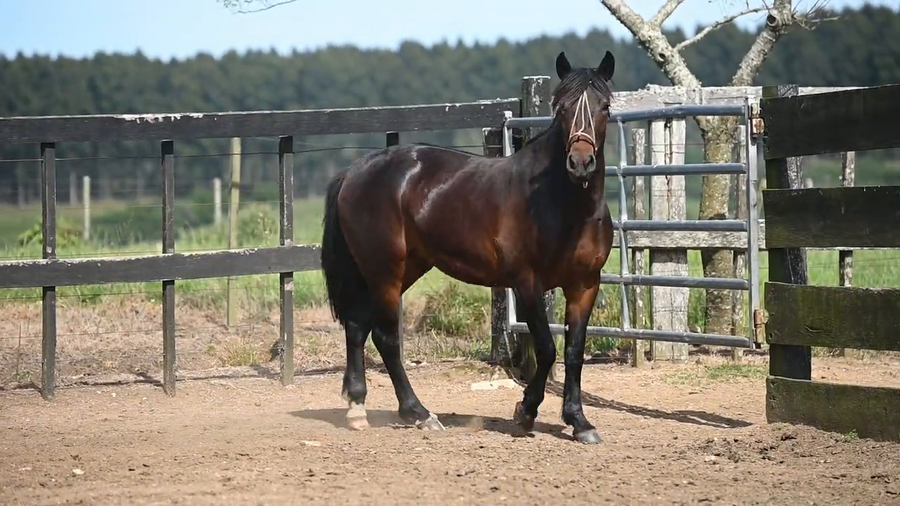 Lote EL  GAVILÁN  RAYUELA