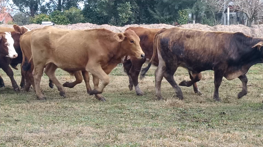 Lote 40 Novillos