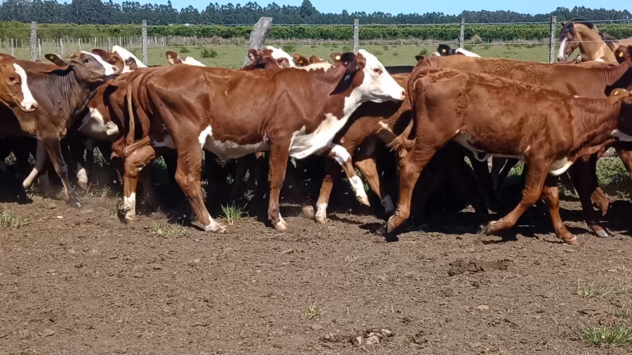 Lote 74 Terneros/as