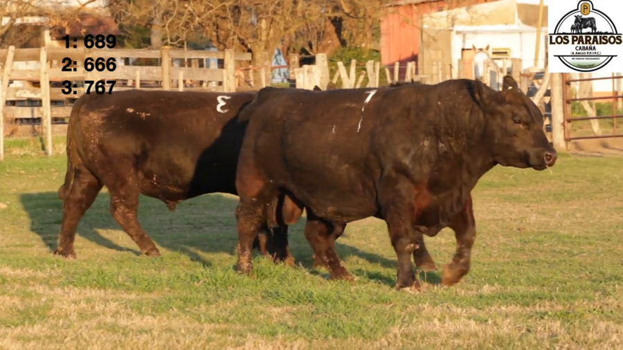 Lote "TORO PURO CONTROLADO ""CABAÑA LOS PARAISOS"", DE F. REGGIARDO"