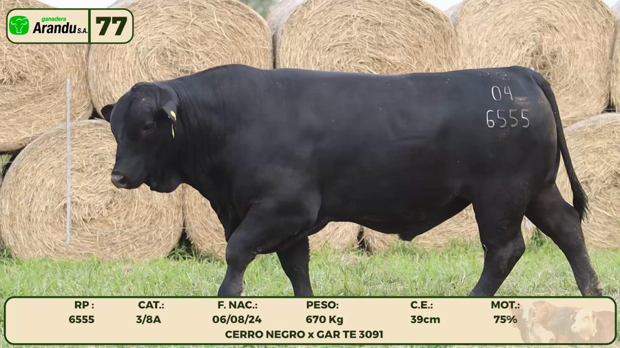 Lote LOTE 77