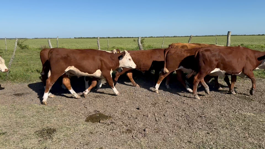 Lote 72 Novillitos en Entre Ríos, San Jaime