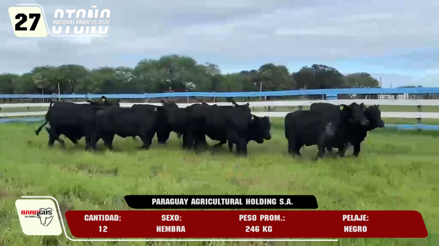 Lote LOTE 27